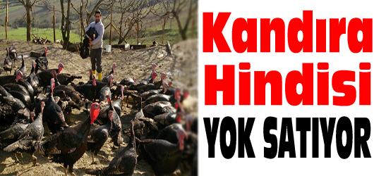 Kandıra'da, köy sakinlerince doğal ortamda yetiştirilen, lezzetiyle ünlü hindilerin yoğun
