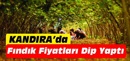 Üreticiler düşük fındık fiyatlarına isyan ediyor.