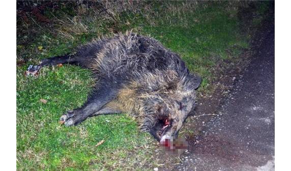 Kandıra Yolunda Kamyon Domuza Vurdu