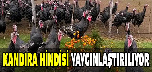 Kocaeli Büyükşehir Belediyesi, son yıllarda büyük oranda azalma gösteren Kandıra