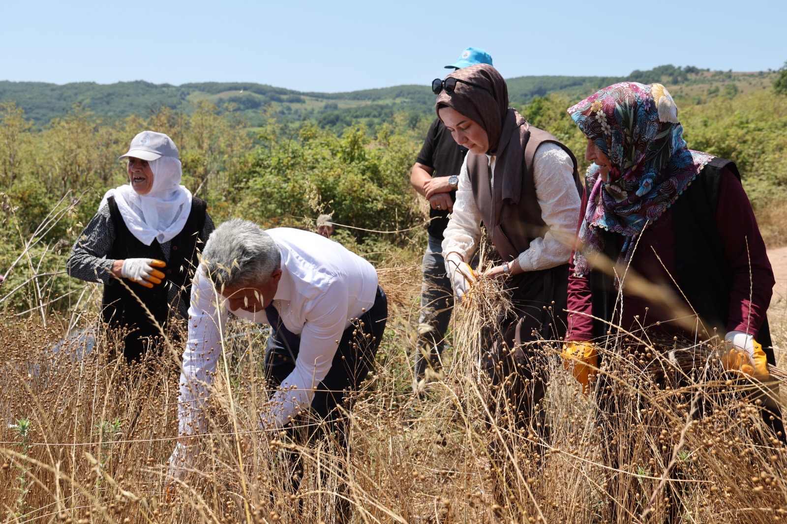 Kandıra Belediyesi KETENKÖY projesi hasat görüntüsü