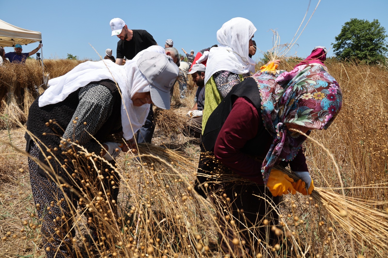 Kandıra Belediyesi KETENKÖY projesi hasat görüntüsü