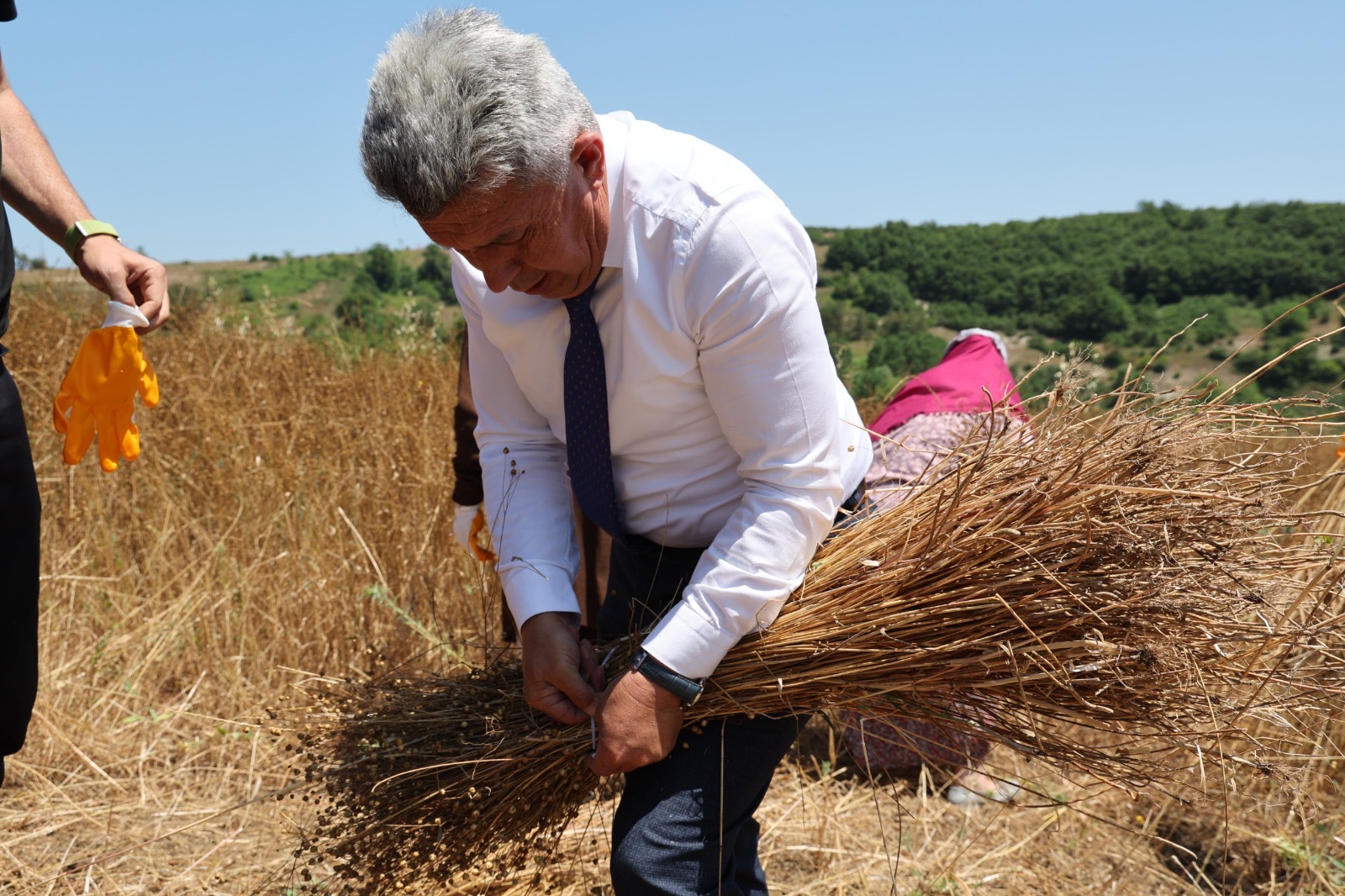Kandıra Belediyesi KETENKÖY projesi hasat görüntüsü