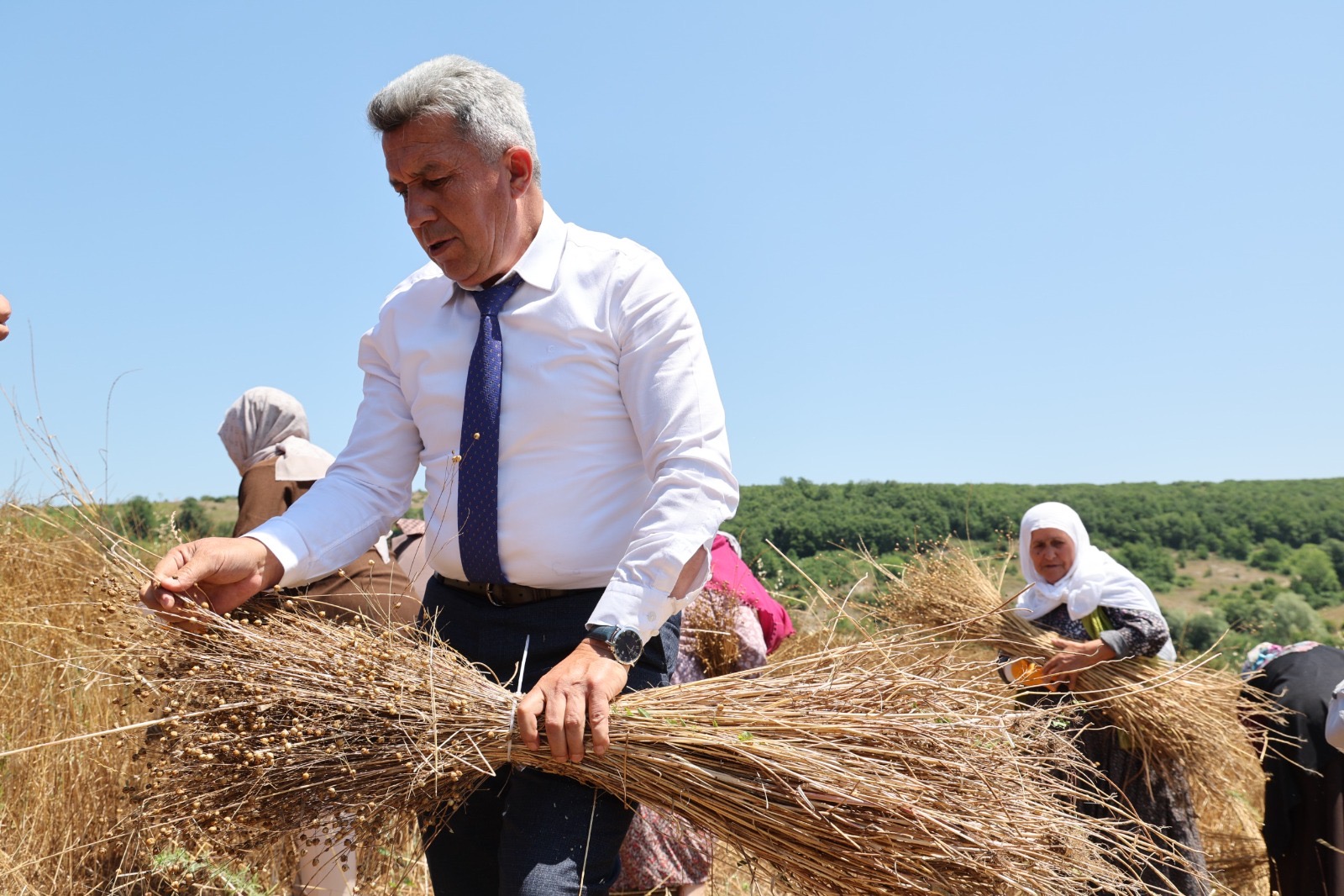 Kandıra Belediyesi KETENKÖY projesi hasat görüntüsü