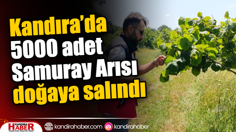 Kandıra’da tarım alanlarında zararlı böceklerle mücadele kapsamında önemli bir biyolojik