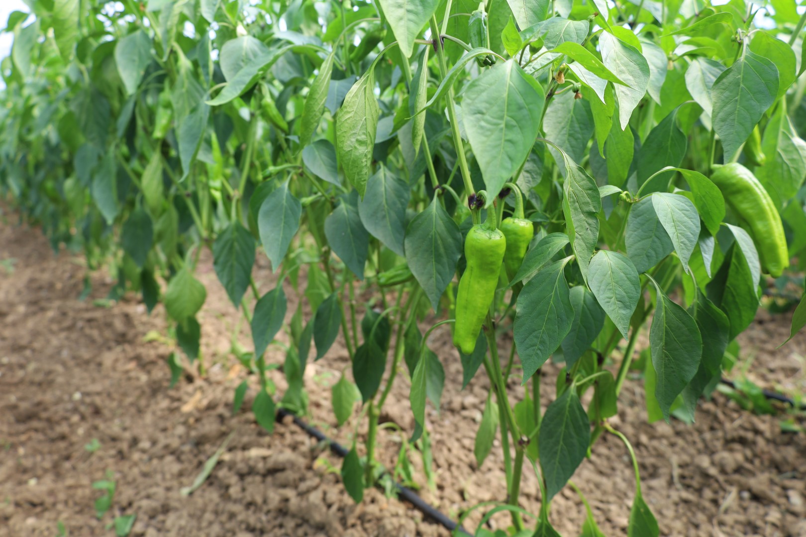 Kandıra’da Modern Seralarda Bereketli Hasat: Üretici Kazanıyor