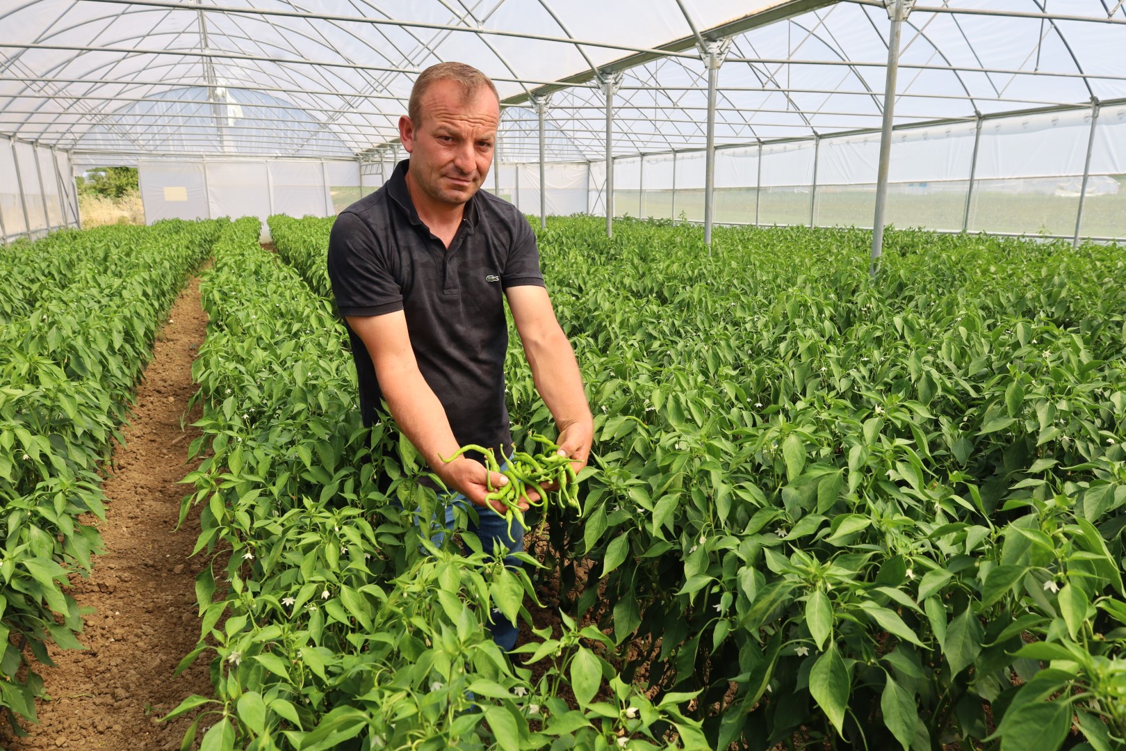 Kandıra’da Modern Seralarda Bereketli Hasat: Üretici Kazanıyor