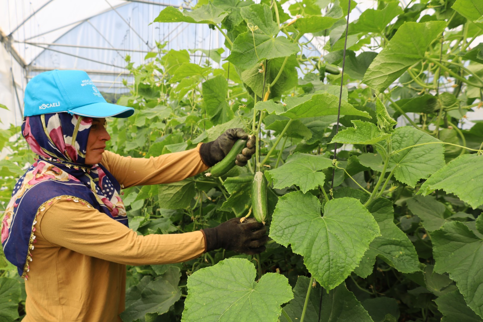 Kandıra’da Modern Seralarda Bereketli Hasat: Üretici Kazanıyor