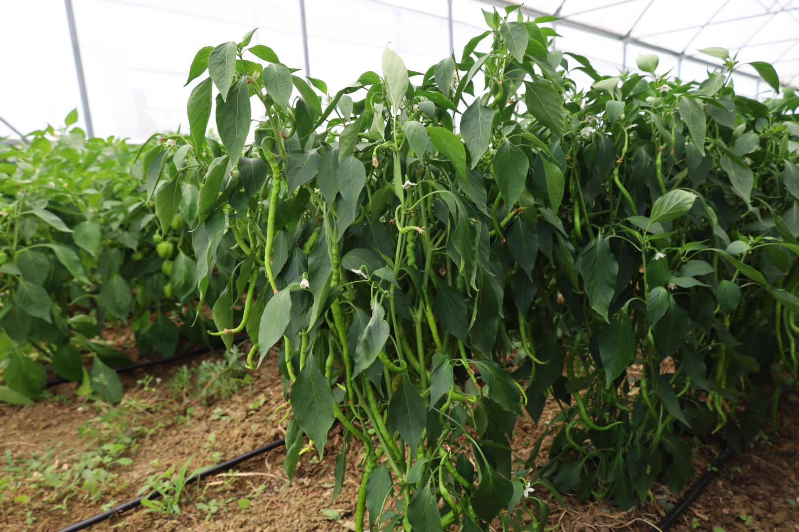 Kandıra’da Modern Seralarda Bereketli Hasat: Üretici Kazanıyor