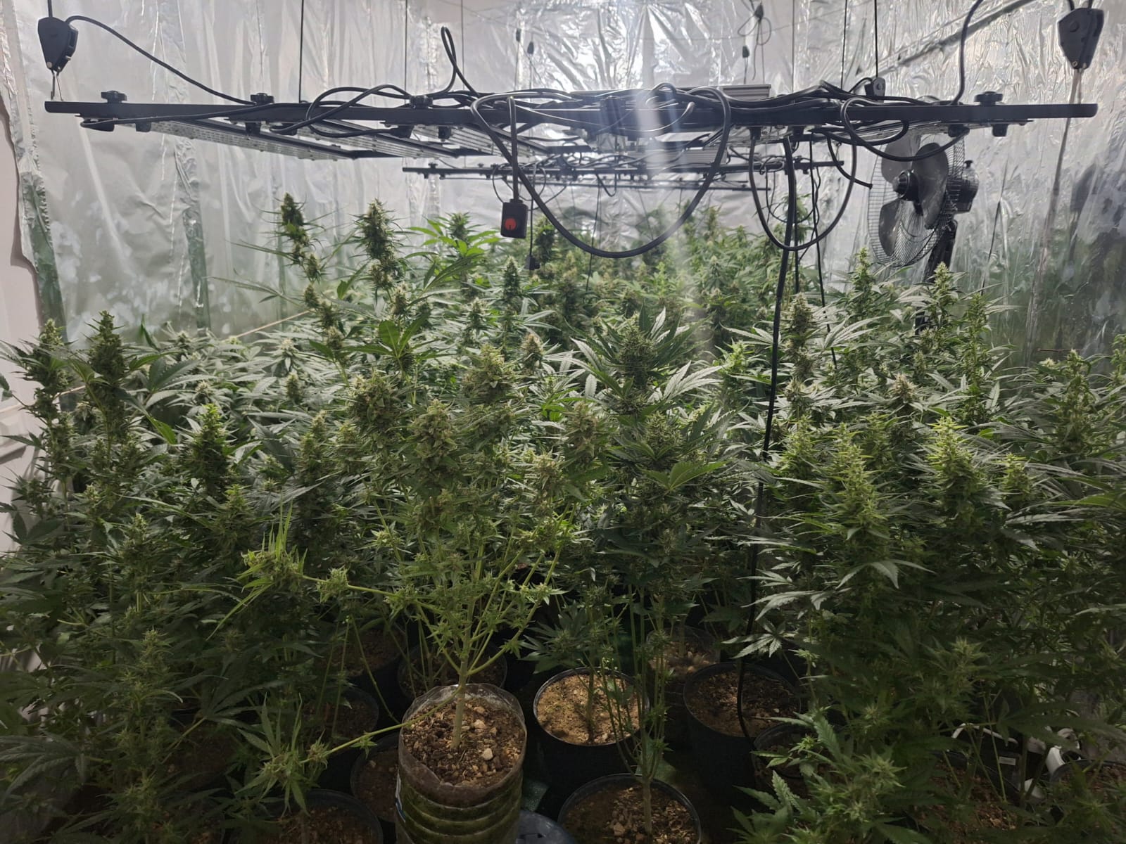 Akçaova Karakolu ve JASAT ekipleri tarafından ele geçirilen kenevirler