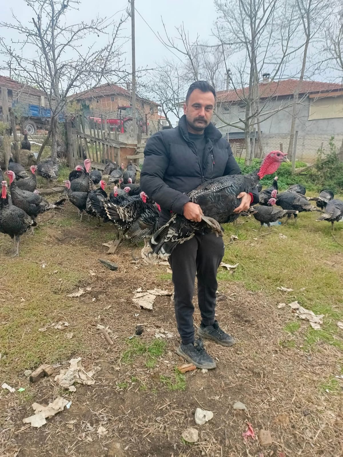 Kandıra Döngelli Mahallesi’nde doğal ortamda yetiştirilen yaylım hindileri ve muhtar Barış Yaşar’ın yetiştirme alanından görüntüler.