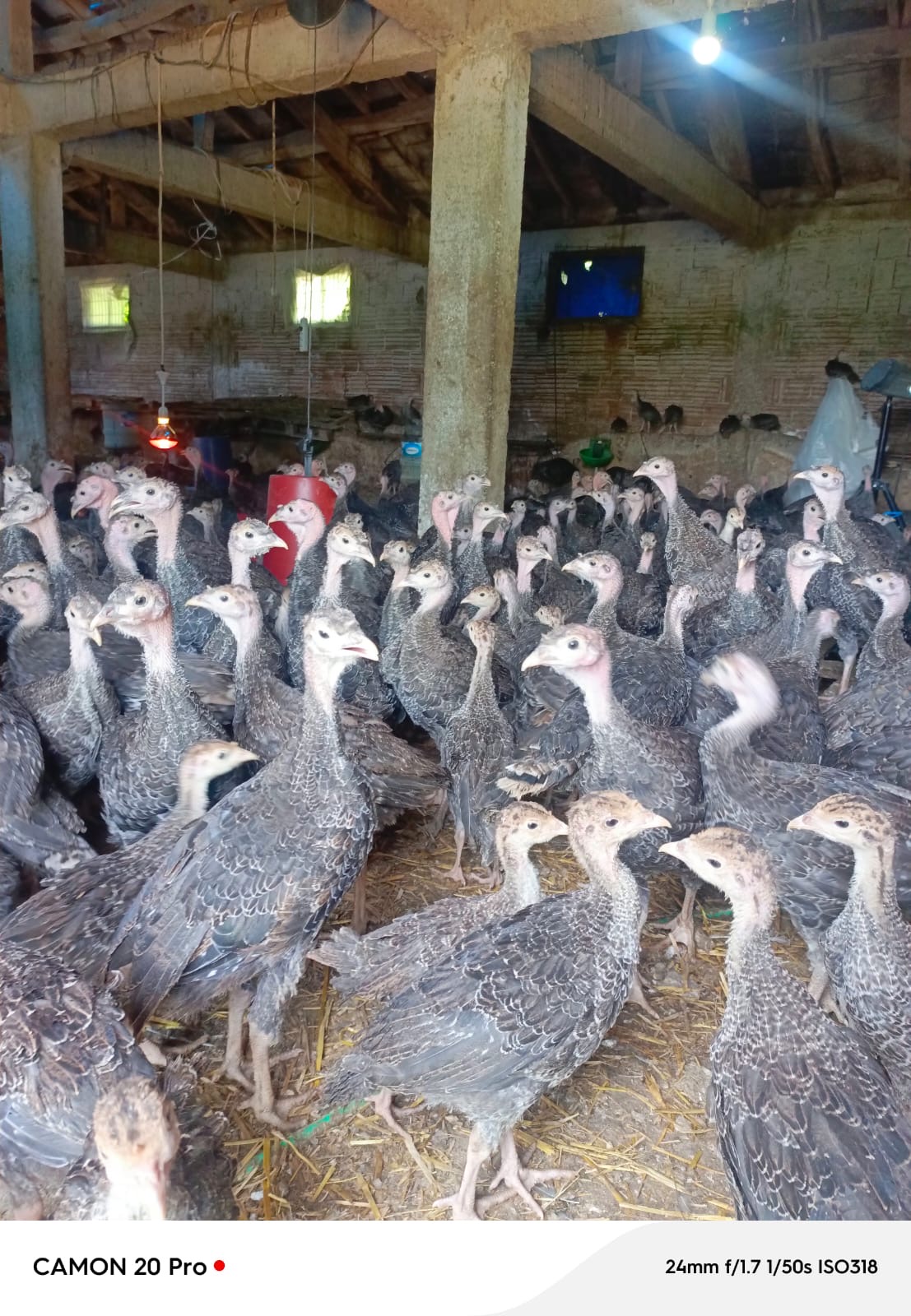 Kandıra Döngelli Mahallesi’nde doğal ortamda yetiştirilen yaylım hindileri ve muhtar Barış Yaşar’ın yetiştirme alanından görüntüler.