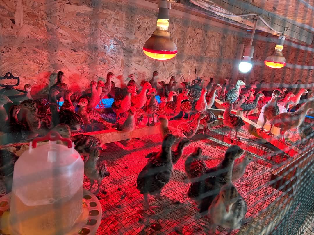 Kandıra Döngelli Mahallesi’nde doğal ortamda yetiştirilen yaylım hindileri ve muhtar Barış Yaşar’ın yetiştirme alanından görüntüler.