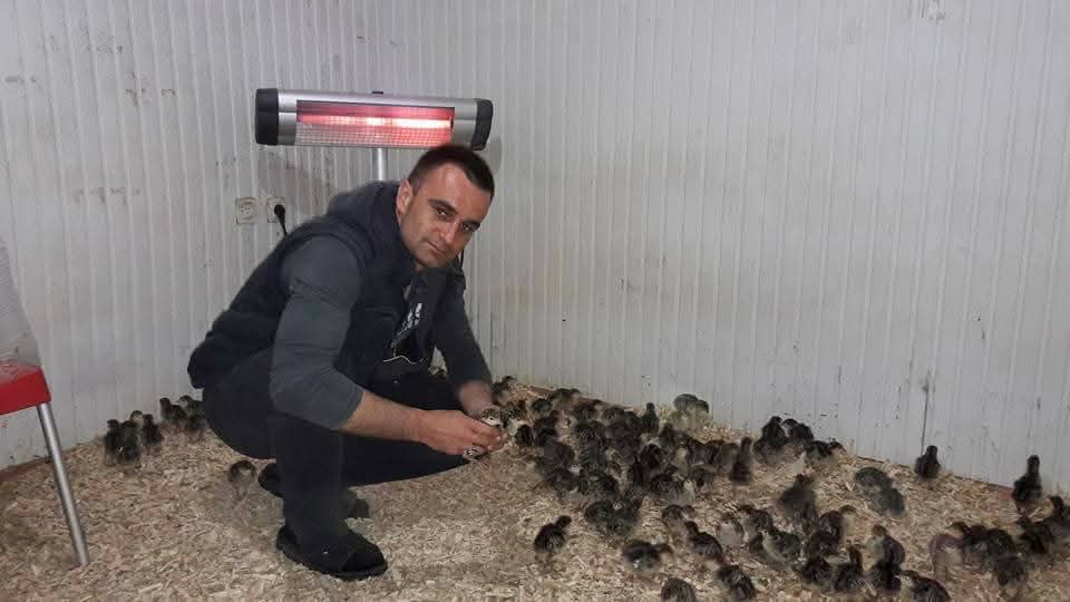 Kandıra Döngelli Mahallesi’nde doğal ortamda yetiştirilen yaylım hindileri ve muhtar Barış Yaşar’ın yetiştirme alanından görüntüler.