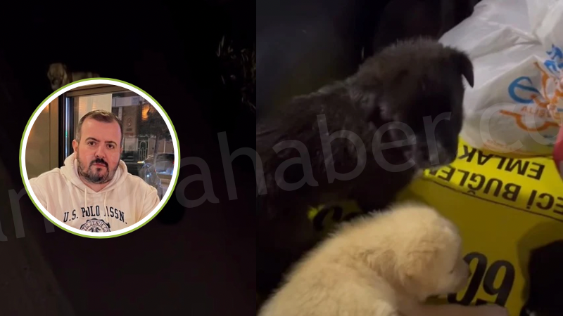 Kandıra’da İnsanlık Ölmemiş Dedirten Olay: Yavru Köpekleri Ezilmekten Kurtardı Kandıra Cebeci’de Buğlem Efe Emlak Gayrimenkul sahibi Nadi Buruk, aracıyla