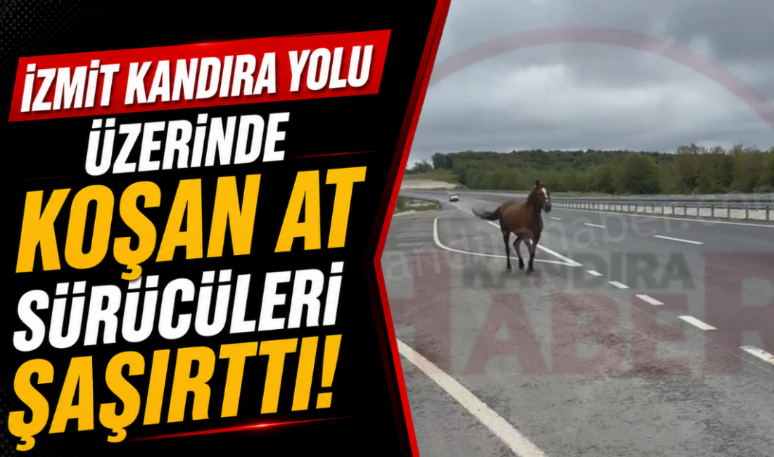 Kandıra-İzmit karayolunda seyir halinde olan sürücüler, yolda gördükleri manzara karşısında