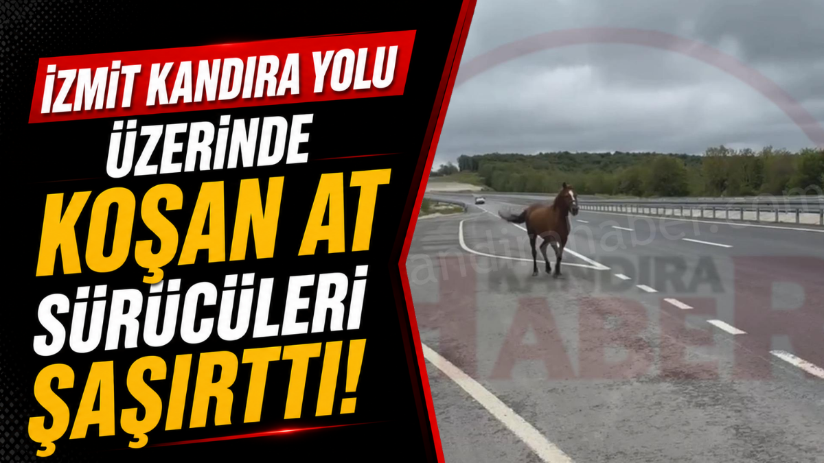 Kandıra-İzmit karayolunda seyir halinde olan sürücüler, yolda gördükleri manzara karşısında