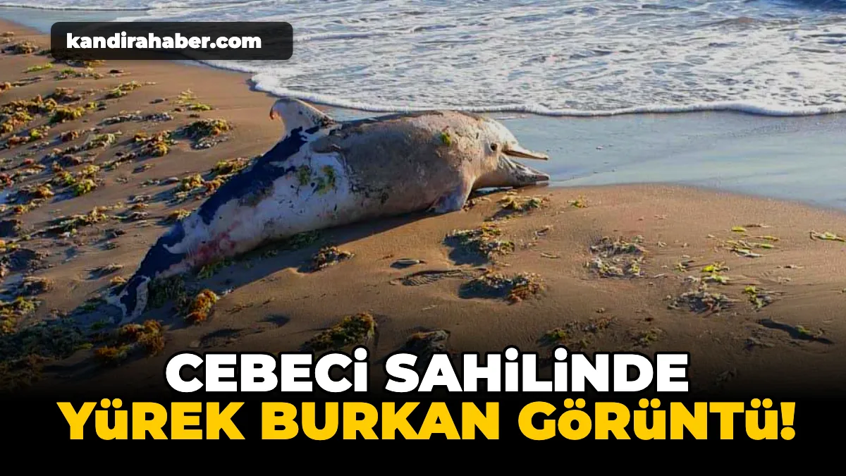 Kandıra'nın Cebeci Sahili'nde kıyıya ölü bir yunus balığı vurdu. Sahilde