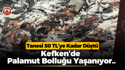 Kefken’de palamut bolluğu yaşanıyor. 8 Ekim 2026 itibarıyla palamutun kasası